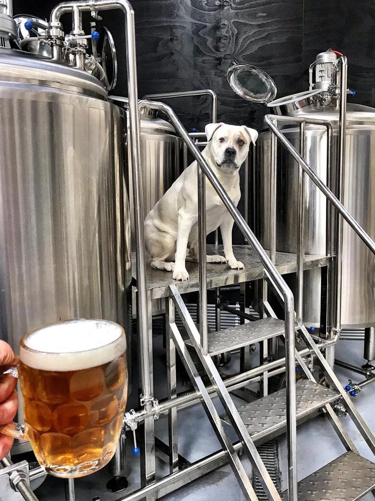 Drop into Big Niles for a local beer, and you might even catch Big Niles the dog himself.