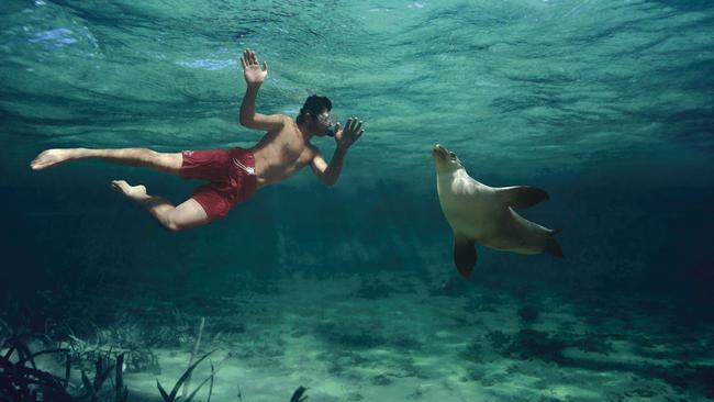 Swimming with a seal at Baird Bay.