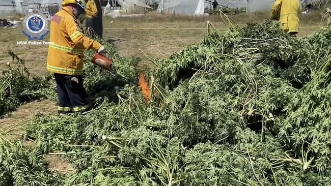 Police units disposed of the cannabis plants by burning them. Picture: NSW Police Media