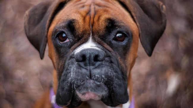 Amy the Boxer has been seized by Frankston City Council. Picture: Facebook