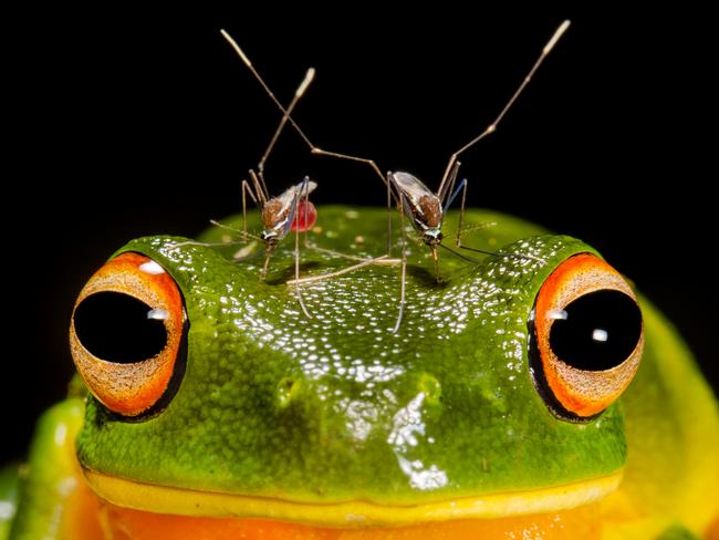 EMBARGO FOR TWAM, 22 FEBRUARY 2025.  FEE MAY APPLY.  20 years of Australian Geographic Nature Photography of the Year.  Piercing headache, Eastern Kuku Yalanji Country, Cedar Bay National Park, QLD. Several male orange-eyed tree frogs were pronouncing their prowess around an old water-filled car tyre, attempting to attract females. Some of these frogs enticed the wrong kind, attracting bloodthirsty female mosquitoes in search of a meal crucial for futureegg development. Photo: atthew McIntosh / Supplied