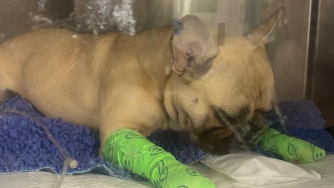 Knox the French bulldog has died after he was bitten by a snake on Saturday.