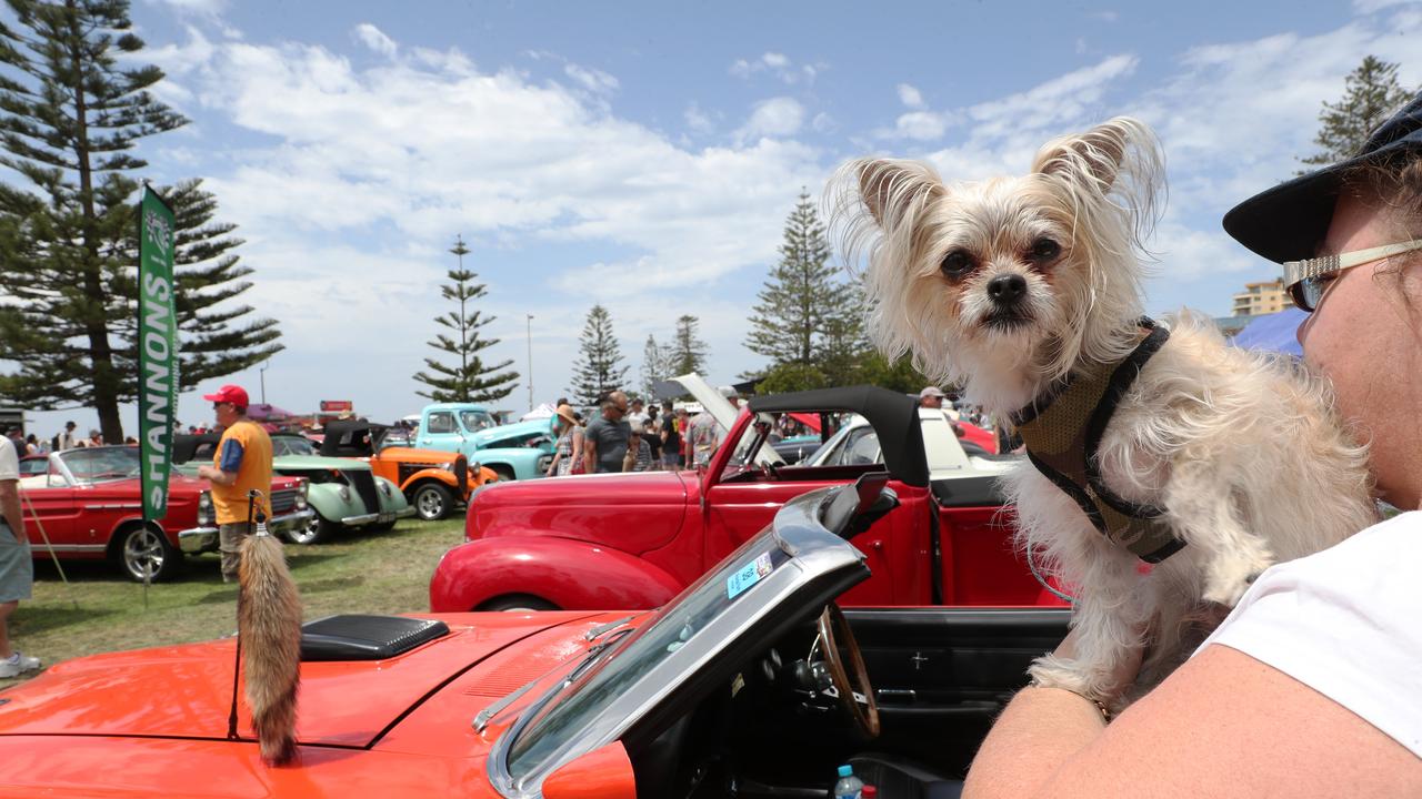 Bailey pictured at Cromefest. Picture: Sue Graham