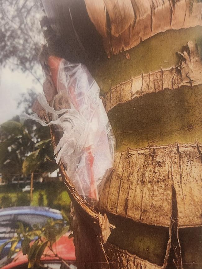 He also hid drugs in palm trees outside. Photo: Courts SA