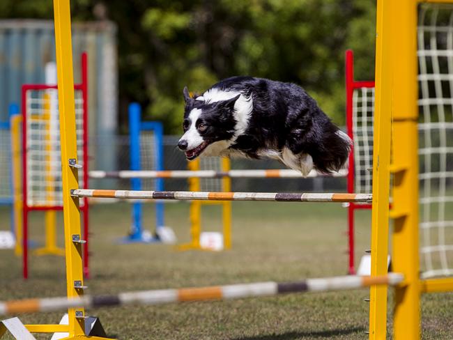 Border collie Kye navigates an agility course.