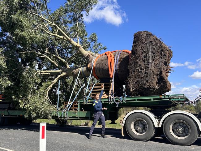 A 120-year-old bottle tree has found new roots at the entrance of New Acland Mine.