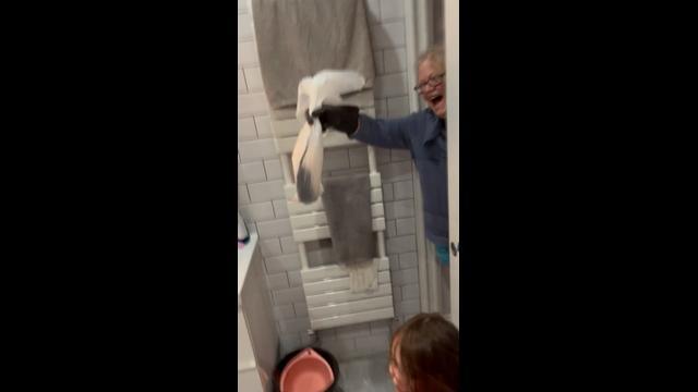 Brave grandma rescues family from massive rat