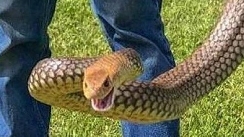 Rhys Chapman with the massive eastern brown snake. Picture: Rhys Chapman Wildlife Services | Facebook