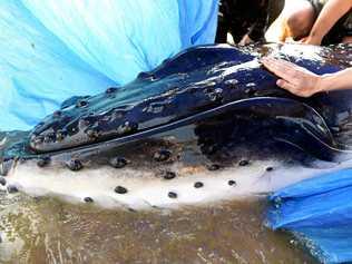 A humpback whale calf has been euthanised, after attempts to rescue the animal, from Dundowran beach, was proved to be futile. Picture: Valerie Horton