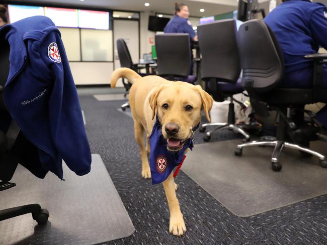 Solly the labrador doing the rounds at the triple-0 call centre. Picture: Tim Hunter