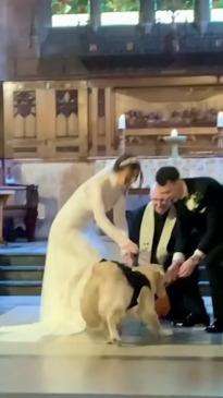 Dog makes for adorable ring bearer at wedding