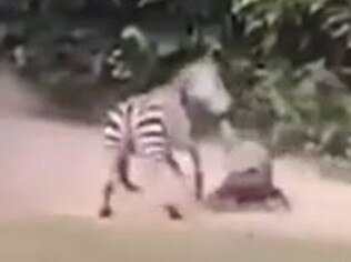 Zebra attacks and drags zookeeper