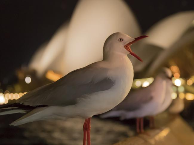 Seagull-turned-Opera singer. Picture: Kevin Sawford/Bird Photographer of the Year