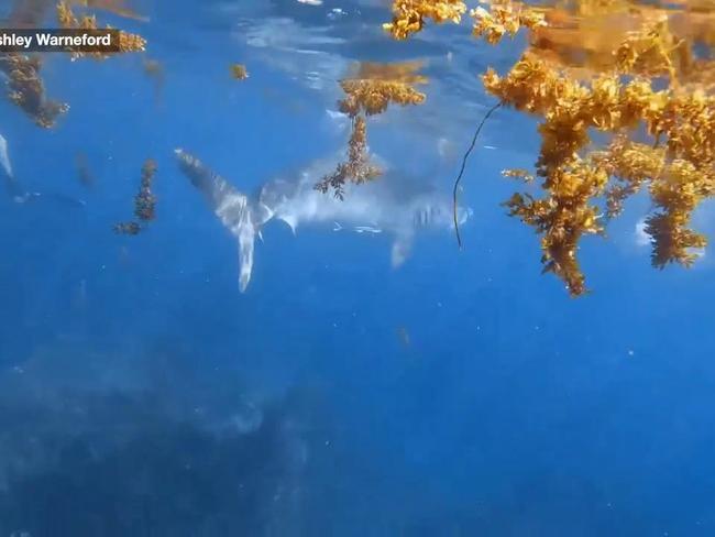 WA woman dragged underwater by tiger shark