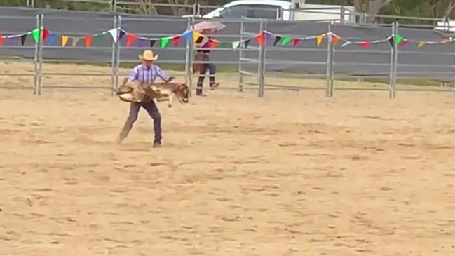 Stanthorpe Rodeo calf roping - March 2021