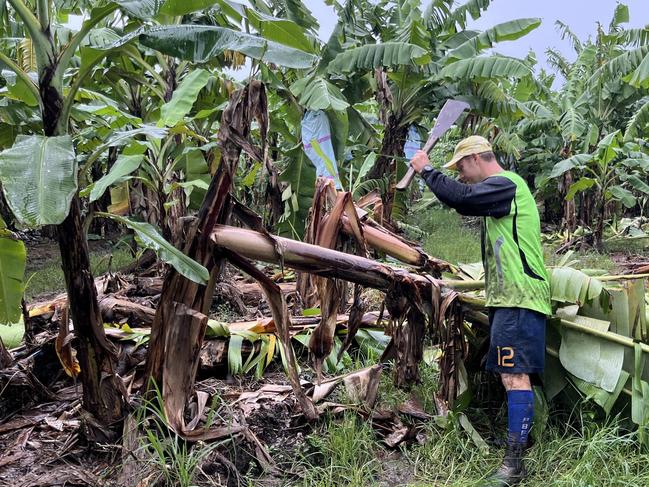 13/02/2025 Tully Queensland -  Banana grower Paul Lardi cutting fallen banana plants in Tully, north of Townsville.   Photo -  Australian Banana Growers' Council