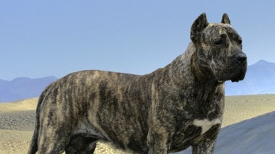 The Presa Canario, originally from the Canary Islands, is one of the dog breeds proposed to be banned. Picture: Supplied.