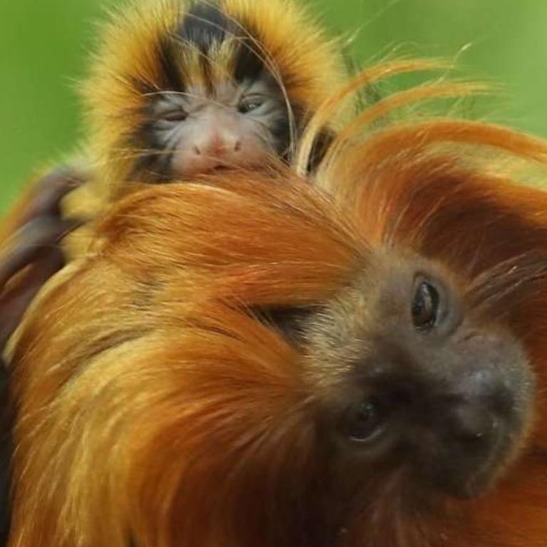 Golden lion tamarins are named after their lion-like manes. Picture: Bristol Zoo.