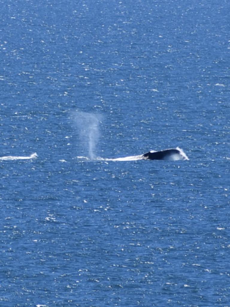 Whales swimming past Mackay near Lamberts Lookout. Picture: Rae Wilson