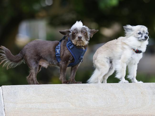 Willy and Baby have been kept safe thanks to the Paws and Recover volunteers. Picture: Richard Dobson