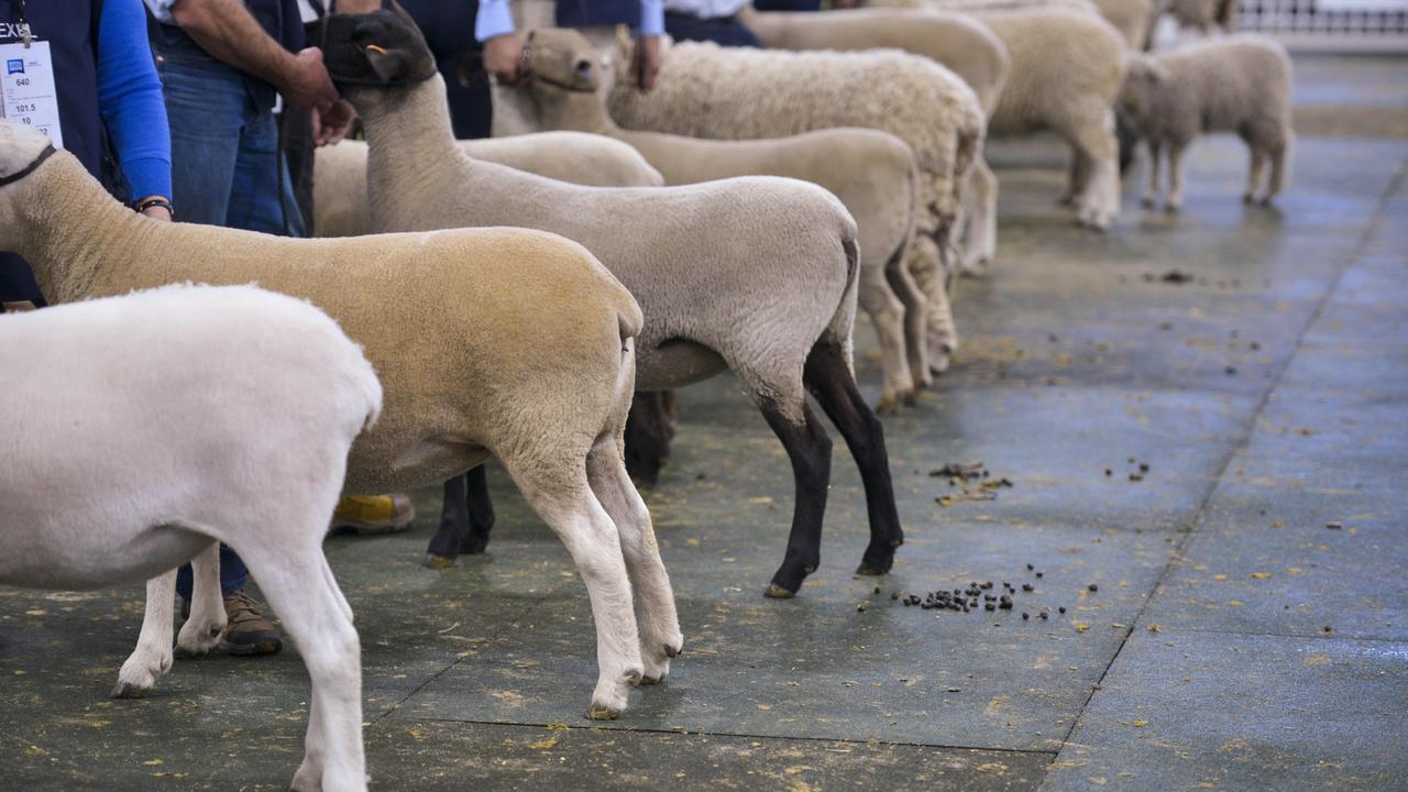 Judinging in the interbreed ewe class at the Royal Melbourne Show on September 22, 2019. Photo: Dannika Bonser