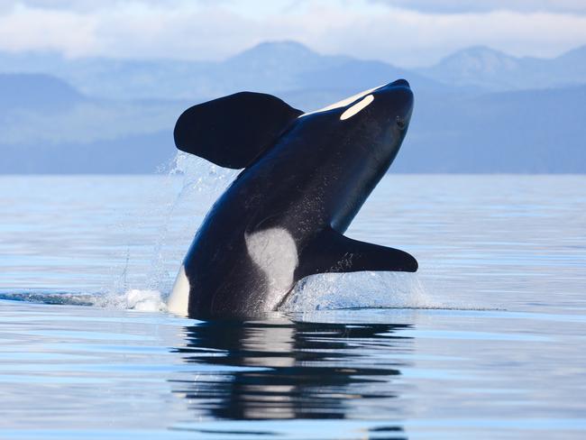 A new study in Scientific ­Reports says great whites have been seen fleeing the west coast of the US when killer whales move through. Picture: istock