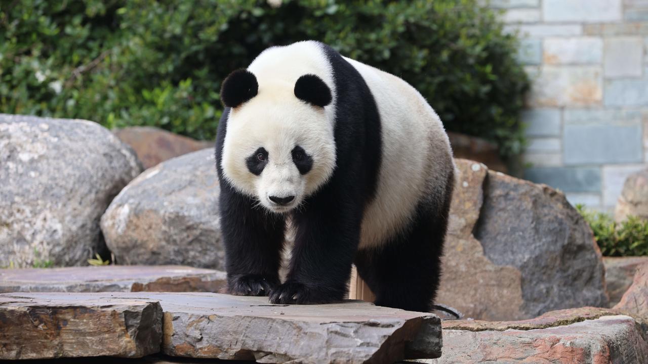 Adelaide is likely to get a new breeding pair of giant pandas. Picture: Russell Millard