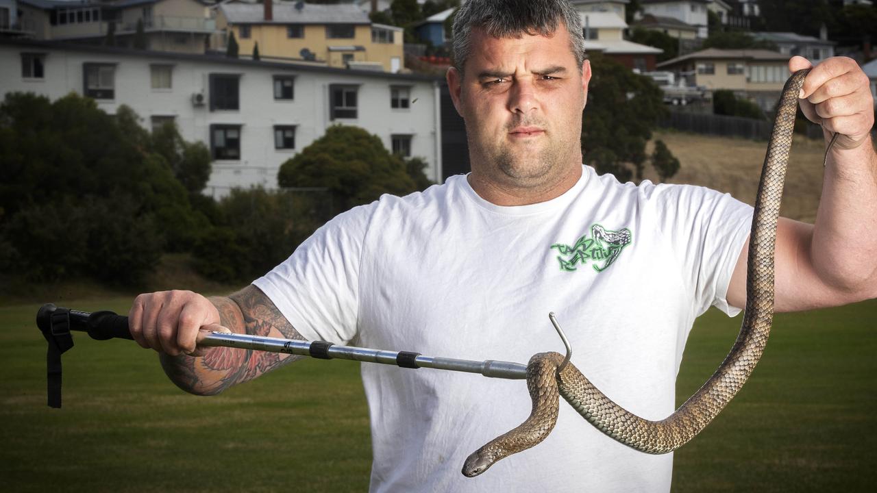 Snakes Tasmania Reptile Rescue Tasmania spike in callouts The Mercury