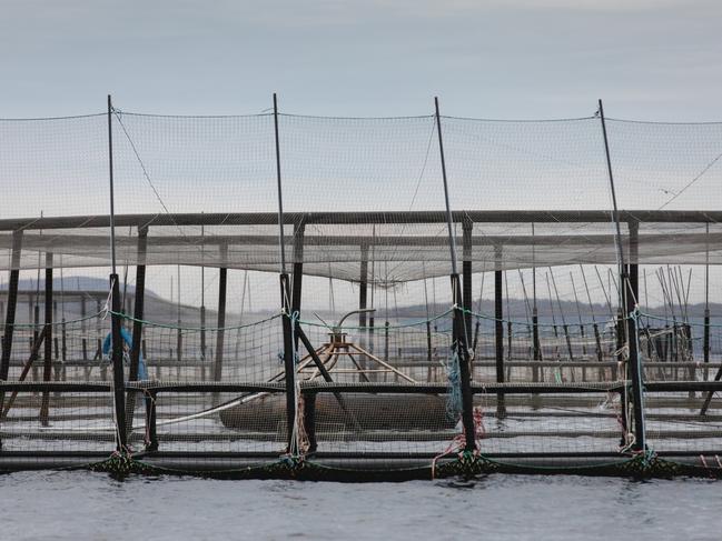 A Huon Aquaculture fish pen moored at its Yellow Bluff lease in Storm Bay had a tear in its inner net, resulting in the loss of more than 120,000 salmon. Picture: Huon Aquaculture