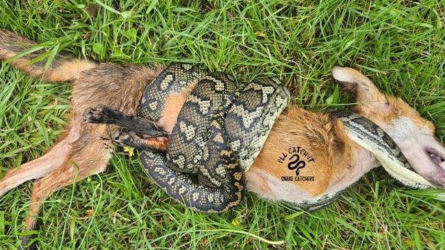 A fox was no match for a snake in northern NSW. Pic: I'll Catch It Snake Relocations