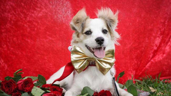 Maltese dogs are very popular Picture- Nicole Cleary