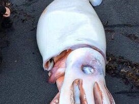 The Aplin brothers came across the giant squid on a morning dive near Wellington. Picture: Facebook.