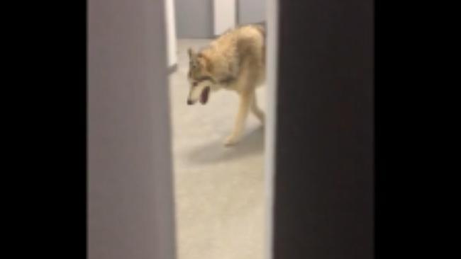 Wolf wanders Sochi hall