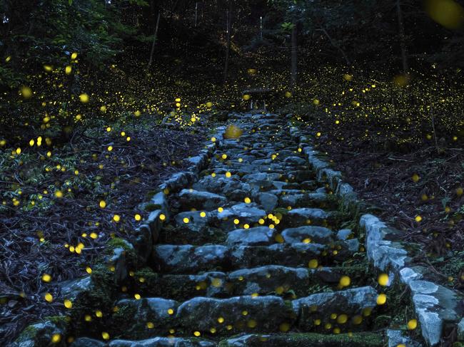 Forest of the Fairy Shooting in the forest This photograph was taken in the evening hours of a humid early summer day in the forest of a small remote village in the Tamba area of Japan. It beautifully captures the magical atmosphere of Princess fireflies carpeting a stairway leading to a small shrine revered by the local people. Picture: Yutaka Takafuji / National Geographic Travel Photographer of the Year