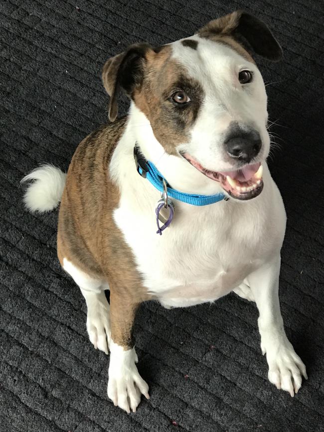 Jack: Julian recently met his new best mate at the Animal Welfare League, a six-year-old cattle dog cross bull terrier.