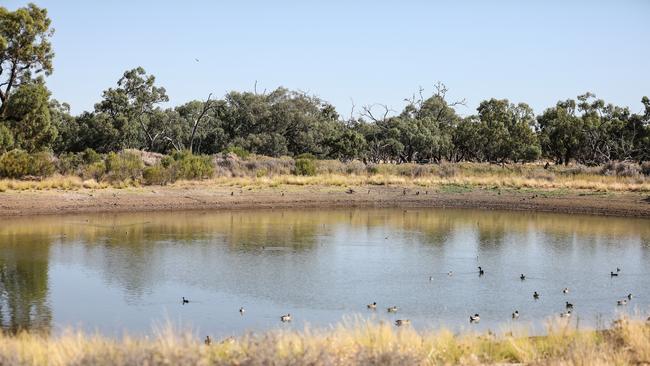Water birds have returned to the McMahons’ property after drought. Picture: Kylie Fisher