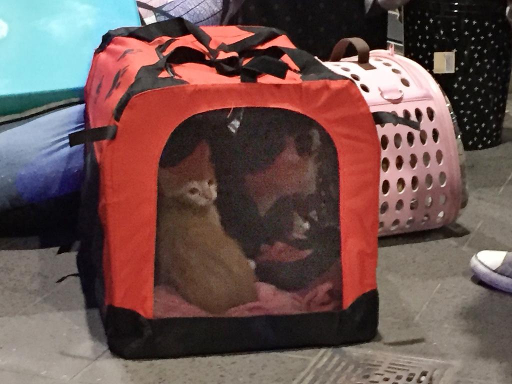 A couple of cats sit in a carrier on the footpath with their owner’s belongings after being carried from the building. Picture: Derrick Krusche