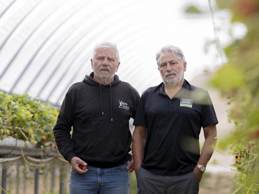 Dominic and Sam Virgara said they will have to destroy nearly $250k of produce. Picture: Brett Hartwig