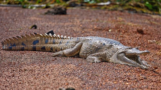 The witness — who visits Fogg Dam weekly — said the waters are “croc-infested”. Picture: Garry Watters