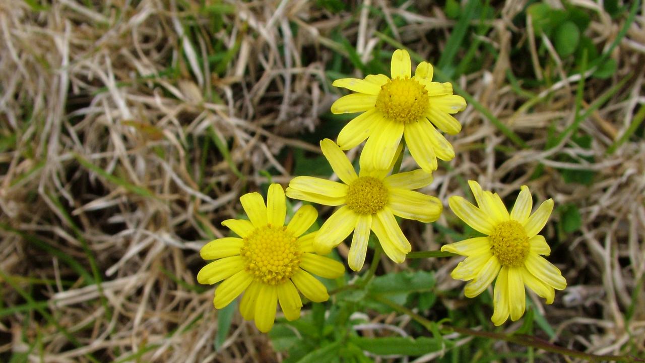 Council is urging landholders to be vigilant for fireweed. Photo: File image.