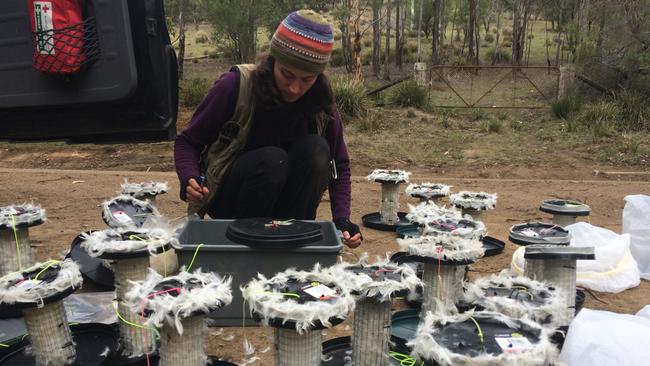 Feather dispensers for forty-spotted pardalote nests. Picture by FERNANDA ALVES