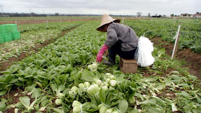 Australian vegetable industry calls for tough measures against rogue ...