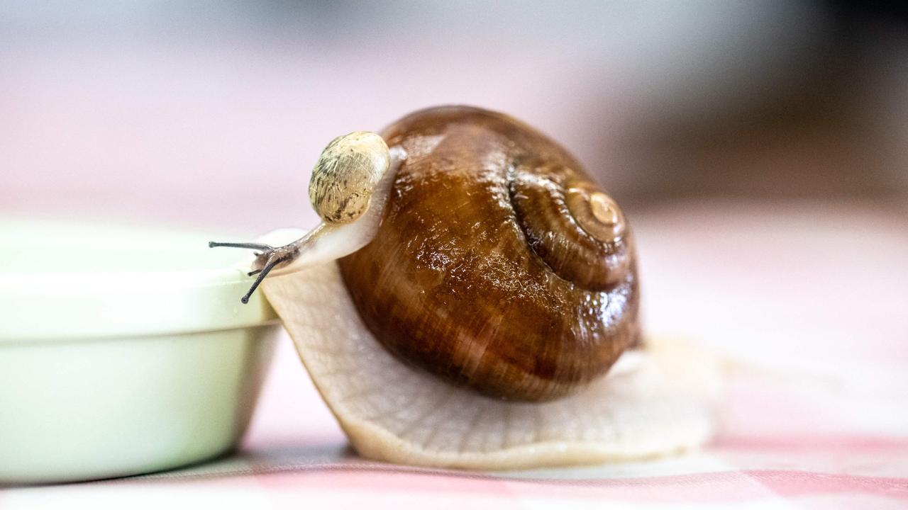 Snails, or escargot, are quite a delicacy in France. Picture: Philip Fong / AFP