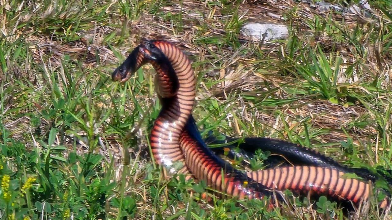 Male snakes’ wild ‘wrestling match’