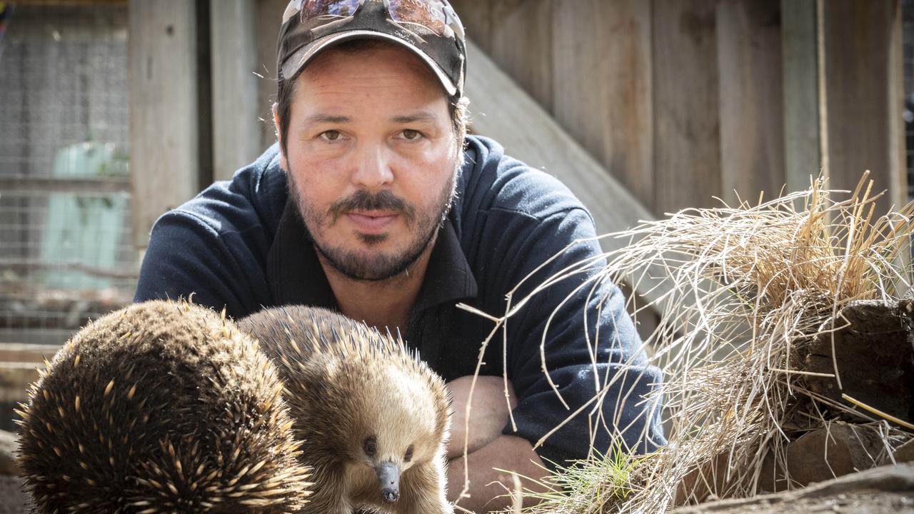 Bonorong Wildlife Sanctuary director Greg Irons with echidnas. Picture: Chris Kidd