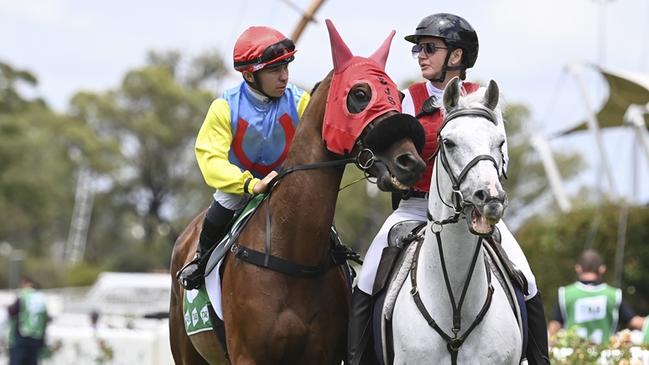 Lockdown Gamble can bounce back at Narromine on Sunday after having little luck in the Little Dance. Picture: Bradley Photos