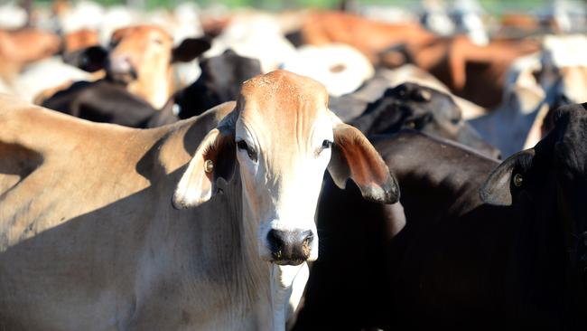 An imminent ruling on a years’ long legal battle over the Federal Government’s 2011 live export ban has been described as ‘monumental day’ for the NT cattle industry. Picture: Scott Radford-Chisholm