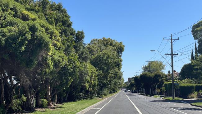 Glen Eira mayor Jim Magee fears these Queens Ave trees will be removed to make way for a shared bike and pedestrian path. Picture: Lucy Callander