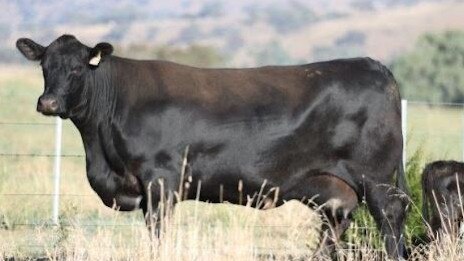 Females sold to a high of $140,000 at the Millah Murrah Angus sale at Bathurst in NSW. The female sale achieved a breed average of $29,732, with a total of 170 lots selling in a 100 per cent auction clearance. The top-priced female, Millah Murrah Flower N30 (pictured), was secured by Edengate Cattle of Eastbrook, Western Australia. Picture: Supplied