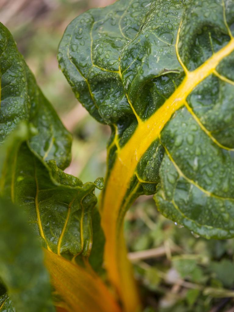 Together the two families grow a vast range of vegetables, berries, mushrooms and fruits. Picture: Zoe Phillips